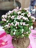 Фото покупателя к отзыву о Портулакария вариегатная (Portulacaria afra variegata) бонсай