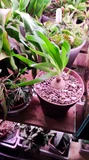 Фото покупателя к отзыву о Суккулент Циртантус Спиральный