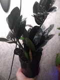 Фото покупателя к отзыву о Замиокулькас Равен (Zamioculcas Raven) D12 H55