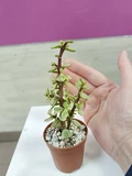 Фото покупателя к отзыву о Суккулент Крассула Портулакария Афра Вариегата