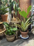 Фото покупателя к отзыву о Сансевиерия Аубрутиана Лорен D9H60
