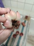 Фото покупателя к отзыву о Суккулент Эхеверия Хэллоуин