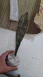 Фото покупателя к отзыву о Сансевиерия Мертвые Листья - укорененный черенок