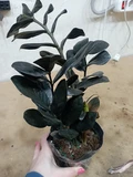 Фото покупателя к отзыву о Замиокулькас Равен (Zamioculcas Raven) D12 H55