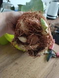 Фото покупателя к отзыву о Сансевиерия Муншайн