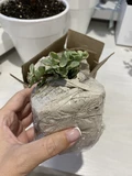 Фото покупателя к отзыву о Суккулент Крассула Портулакария Афра Вариегата