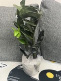 Фото покупателя к отзыву о Замиокулькас Равен (Zamioculcas Raven) D12 H55