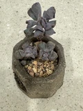 Фото покупателя к отзыву о Живой суккулент из коллекции EnjoyPlants D5,5 644139