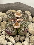 Фото покупателя к отзыву о Суккулент Конофитум EnjoyPlants 465310